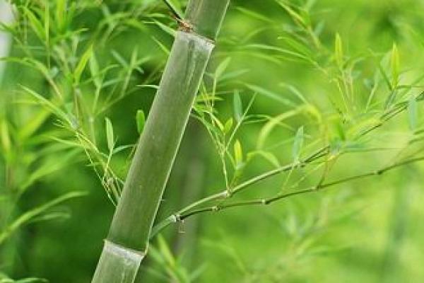 Setelah dianggap sebagai parasit yang memakan hutan, bambu telah menjadi sumber penghidupan utama bagi para petani di Zimbabwe.