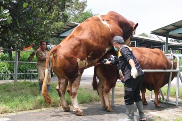 Kementan Sebut Teknik IB Efektif dan Cepat Tingkatkan Produktivitas Ternak.