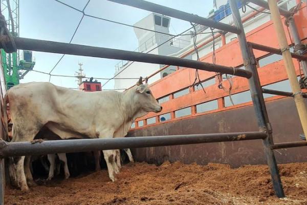 Berdikari akan terus menambahkan populasi sapi melalui Program kemitraan serta kolaborasi program inseminasi sapi bersama Kementerian Pertanian.