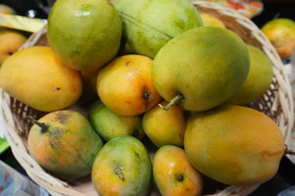 Kementan Klaim Berhasil Yakinkan Jepang untuk Menerima Buah Mangga Indonesia.