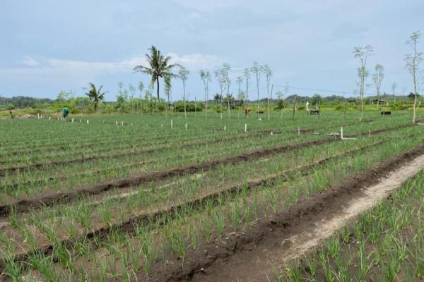 Produksi bawang merah tersebar di tiga kecamatan, yakni Imogiri, Sanden, dan Kretek.