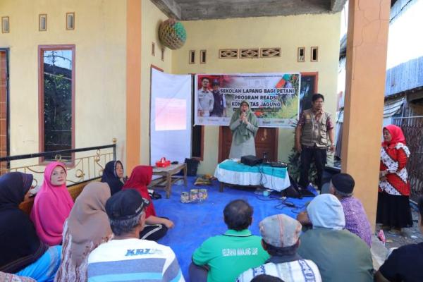 Kementerian Pertanian (Kementan) mengeduksi petani melalui kegiatan sekolah lapang program Rural Empowerment Agricultural Development Scaling Up (READSI) dalam membudidayakan tanaman jagung secara baik dan benar.