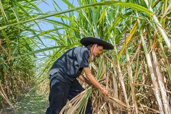 PTPN VII Nilai PN Blambangan Umpu Eksekusi Lahan Tak Sesuai Prosedur