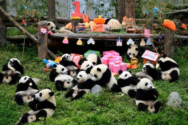 Tingkatkan Hubungan Dua Negara, China Kirim Lebih Banyak Panda ke AS 