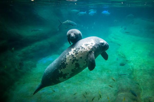 Kisah Mengharukan Stubby, Si Induk Pengganti Bayi-bayi Manatee Yatim Piatu di Hari Ibu