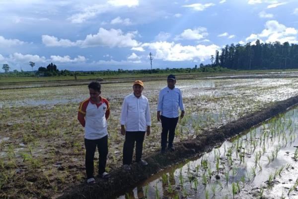 Kementan Pacu Penambahan Luas Tanam Padi di Kaltara