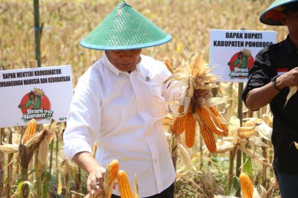 Menteri Koordinator Bidang Pembagunan Manusia dan Kebudayaan (Menko PMK) Muhadjir Effendy meminta intervensi pemerintah daerah (pemda) guna mengendalikan harga jagung