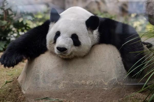 Ying Ying Ibu Panda Raksasa Tertua di Dunia Melahirkan Bayi Kembar di Hong Kong