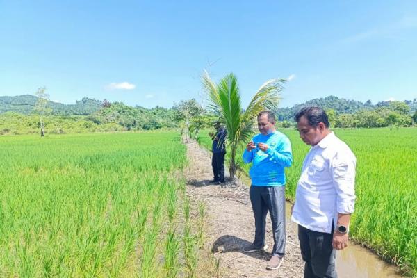 Akselerasi Program Pompanisasi, Kementan Genjot Produksi Padi Kaltara