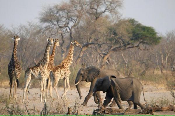 Zimbabwe akan Memusnahkan 200 Gajah untuk Beri Makan Warga Kelaparan akibat Kekeringan