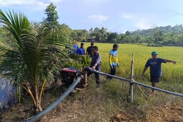 Kementan Genjot Produksi Padi Kaltara lewat Program PAT dan Pompanisasi