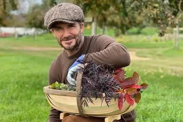 Enjoy Tinggal di Desa, David Beckham Senang Beternak Ayam dan Lebah