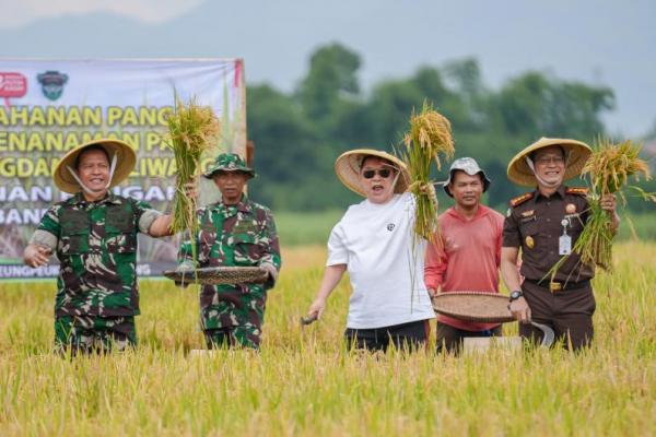 JHL Foundation Sulap Lahan Tidur Demi Genjot Produksi Beras