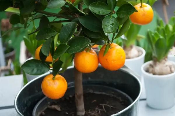 5 Tips Menanam Buah di dalam Pot versi SMK Pertanian