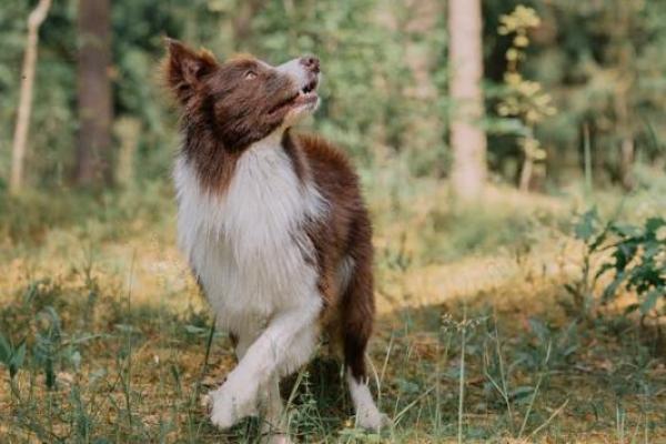 Anjing Menggonggong: Mengapa dan Apa Artinya?