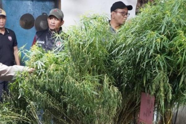 Rumah di Cengkareng Jadi Tempat Budidaya Tanaman Ganja, 40 Pohon Disita 