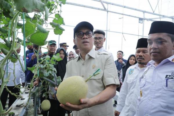 Mendes PDT Panen Melon di Desa Sambilawang dan Harap Jadi Produk Unggulan