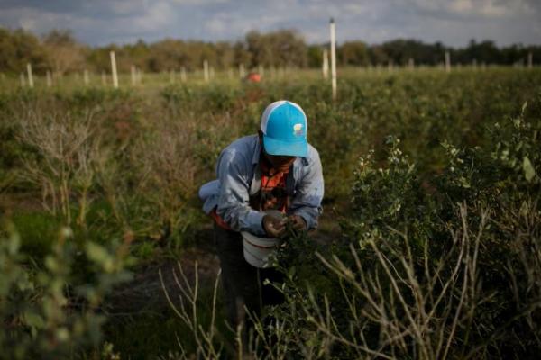 Industri Pertanian Peringatkan Rencana Deportasi Trump Ganggu Pasokan Makanan