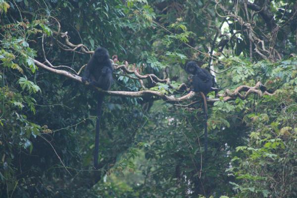 Mengenal Leweung Sancang, Hutan Keramat yang Menyimpan Keindahan dan Legenda