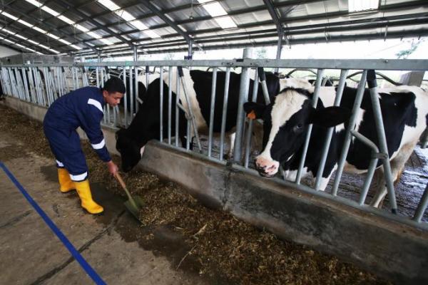 Wujudkan Peternakan Sapi Perah Lokal yang Berkelanjutan Jadi Komitmen FFI