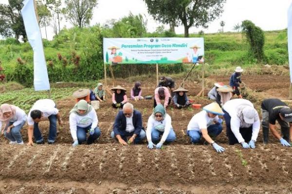 Jamin Pasokan Bahan Baku, PELNI Resmikan Desa Mandiri Penghasil Sayur