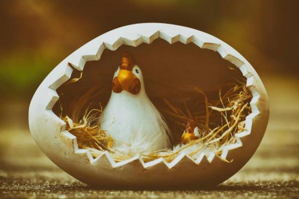 Duluan Mana Ayam atau Telur? Begini Penjelasan Filosofis dan Ilmiahnya