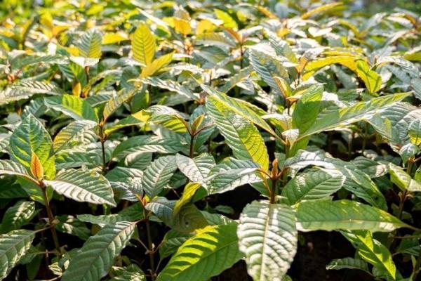 Mengenal Sederet Manfaat Daun Kratom, Si Tanaman Surga dari Kalimantan