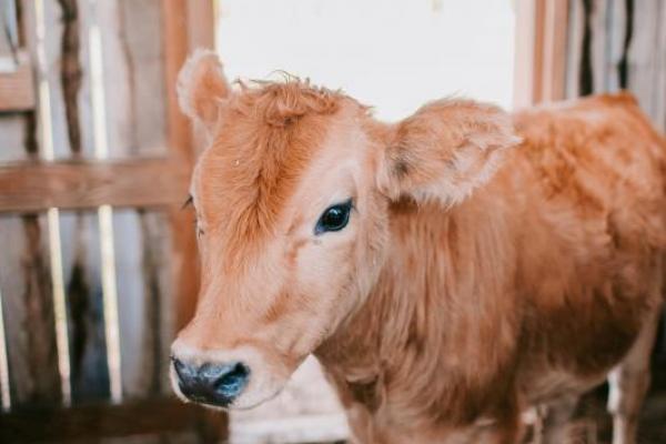 Ternyata Begini Kebiasaan Pemuda Pemilik Sapi Betina dalam Surah Al-Baqarah