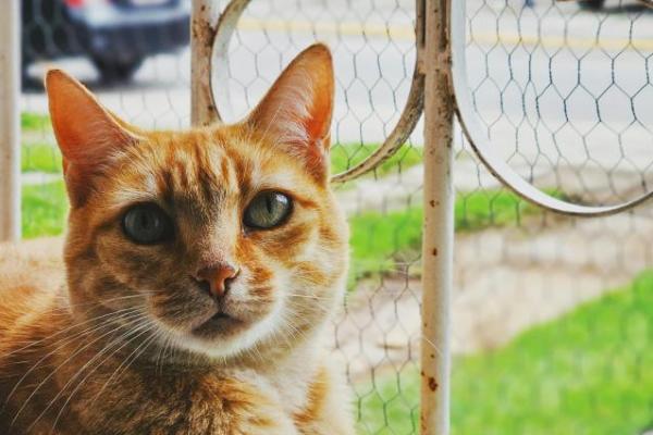 5 Fakta Menarik tentang Kucing Oranye yang Jarang Diketahui