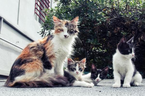 Trik Mengusir Kucing agar Tidak Berak Sembarangan di Halaman Rumah