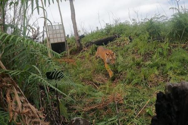 Hari Ini dalam Sejarah: Indonesia Lepas Harimau ke Alam Bebas