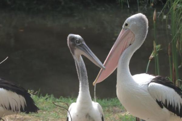 Sederet Fakta Menarik Burung Pelikan Si Paruh Berkantung