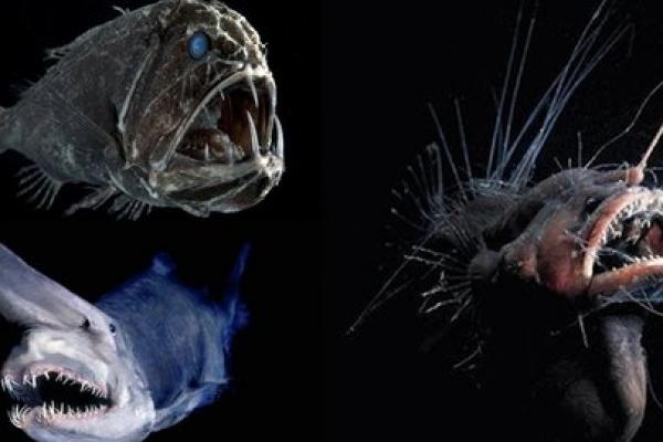 Mengapa Ikan Laut Dalam Seperti Anglerfish Mirip Monster? Ini Penjelasannya!