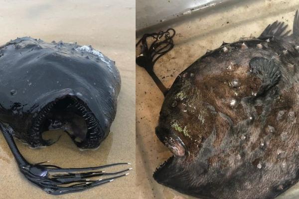 Viral Muncul ke Permukaan, Begini Mitos dan Fakta Ikan Anglerfish