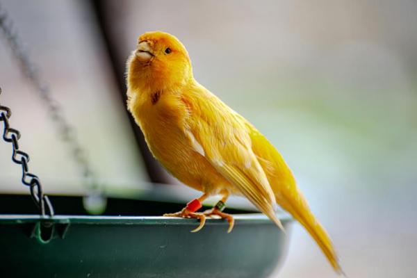 Burung kenari populer dengan kicauannya yang merdu, namun terkadang, suara khasnya bisa tiba-tiba menghilang atau 