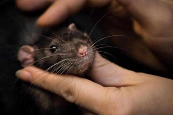 Tikus merupakan hewan kosmopolitan atau hewan yang menempati hampir di semua habitat, yang dapat ditemukan di lingkungan rumah, hutan, hingga lingkungan berair.