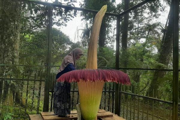 Mitos Bunga Bangkai, dari Pemakan Manusia hingga Penyimpan Batu Mustika